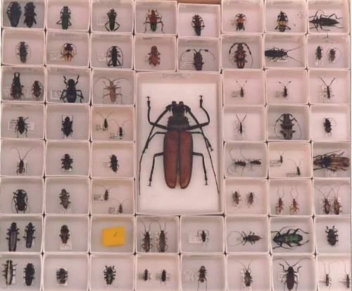 Insect Display