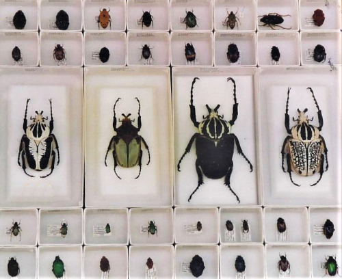 Insect Display